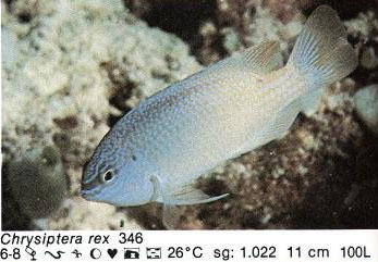 Chrysiptera rex